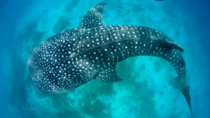 5 Giant Fish That Rule the Ocean: Whale Shark, Basking Shark, and More