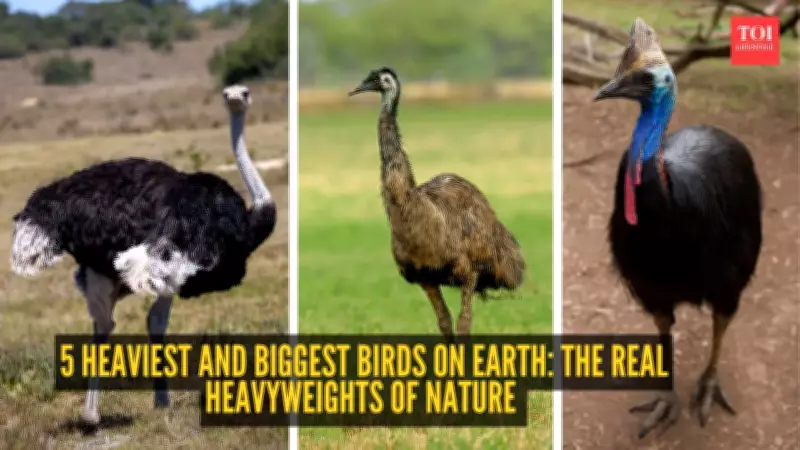 5 Heaviest and Biggest Birds on Earth: Nature's Real Heavyweights