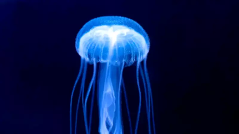 5 Incredible Animals with No Vocal Cords: Rabbits, Giraffes, Snails, Sharks, Jellyfish