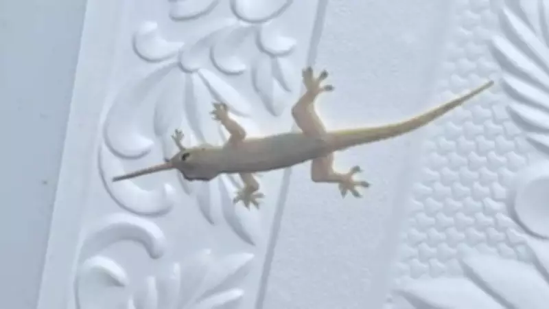 5 Kitchen Habits That Secretly Attract Lizards Indoors