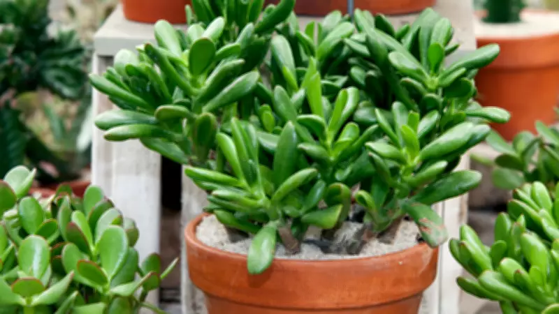 5 Mindful Steps for Office Workers to Grow Jade Plants for Prosperity