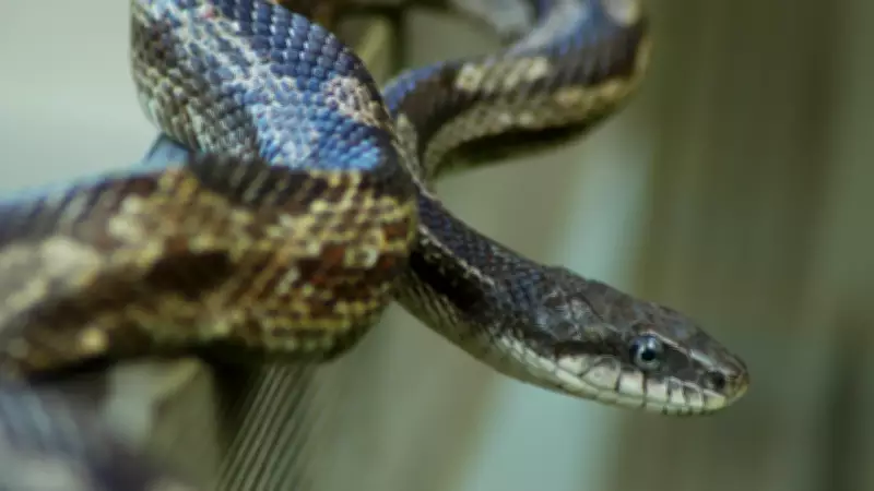 5 Most Alluring Grey Snakes in the World: Elegant and Mysterious Reptiles