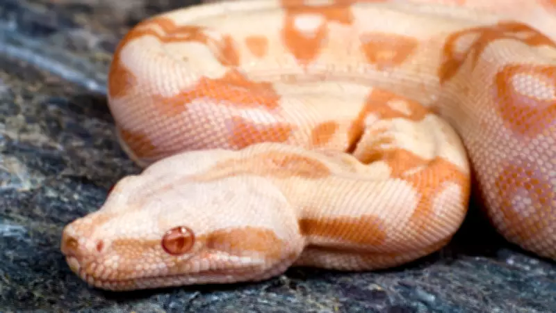5 Most Amazing Pink Snakes Found Across the World