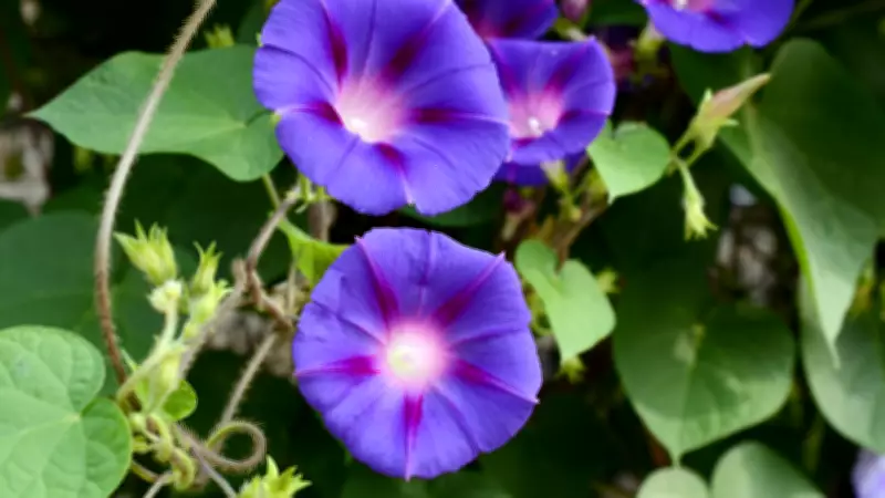 5 Most Attractive and Colourful Flowering Vines to Beautify Your Home