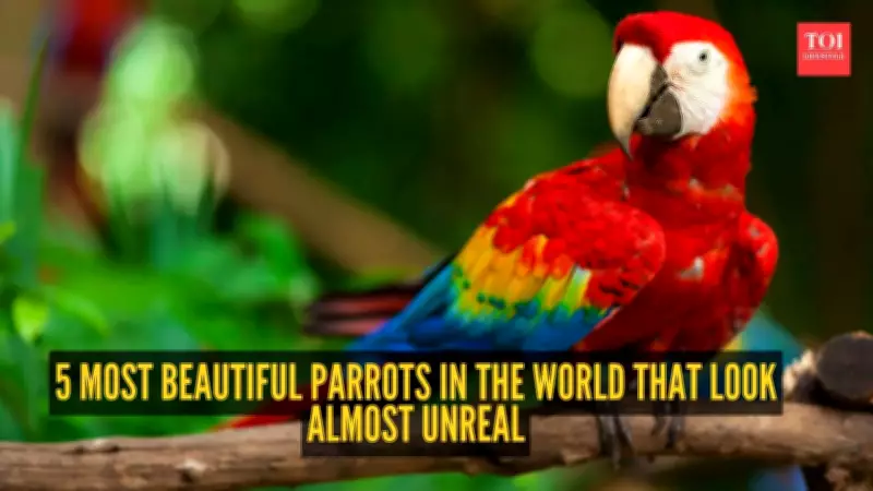 5 Most Beautiful Parrots in the World That Look Almost Unreal