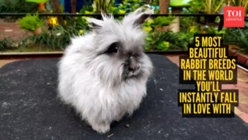 5 Most Beautiful Rabbit Breeds in the World You'll Instantly Fall in Love With