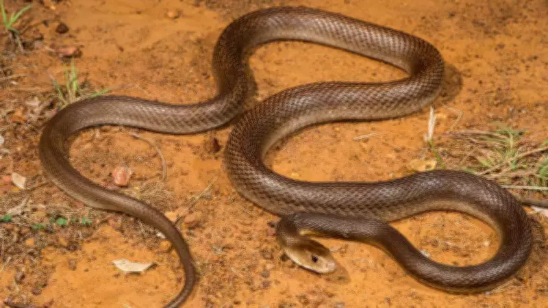 5 Most Venomous Australian Snakes Found Near Homes and Gardens