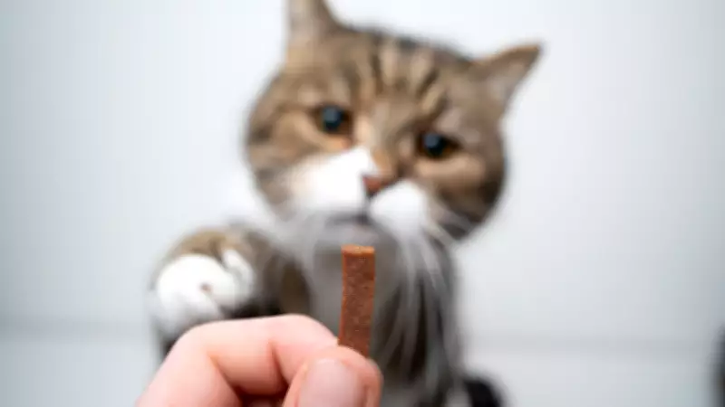 5 Must-Do Cat Grooming Tips Every Feline Parent Should Know