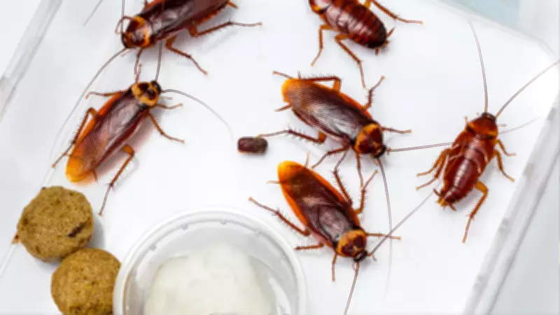 5 Simple Home Remedies to Get Rid of Cockroaches and Prevent Infection