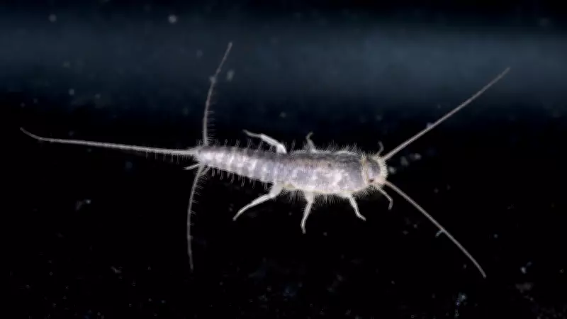5 Simple Remedies to Keep Silverfish Away and Protect Your Books and Clothes