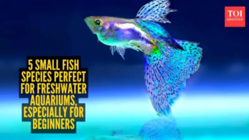 5 Small Freshwater Fish Perfect for Beginner Aquariums