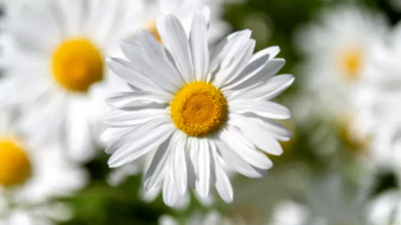 5 Stunning Flowering Plants That Can Trigger Hay Fever Symptoms