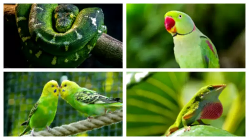 5 Stunning Green Pets to Bring a Slice of Rainforest into Your Home