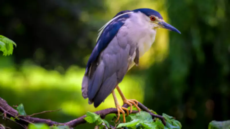 5 Stunning Summer Birds That Visit India Every Year