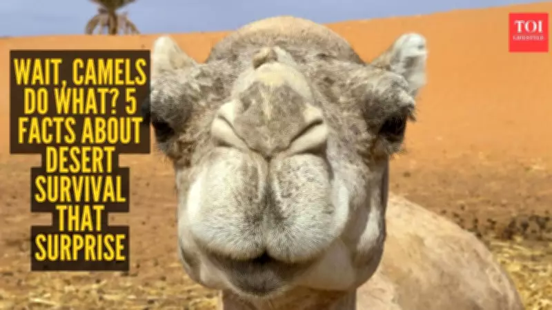 5 Surprising Camel Facts: Desert Survival Myths Busted