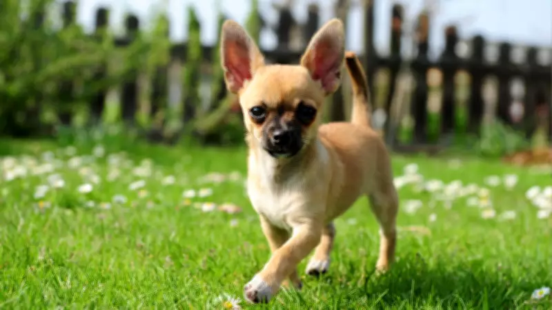 5 Tiny and Adorable Dog Breeds That Shed Less for a Cleaner Home