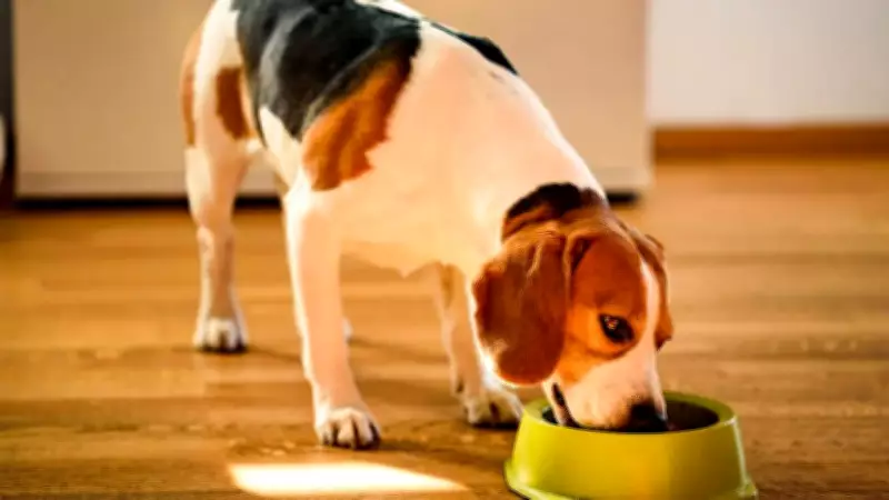 5 Toxic Foods Vets Warn Every Dog Owner to Avoid Immediately