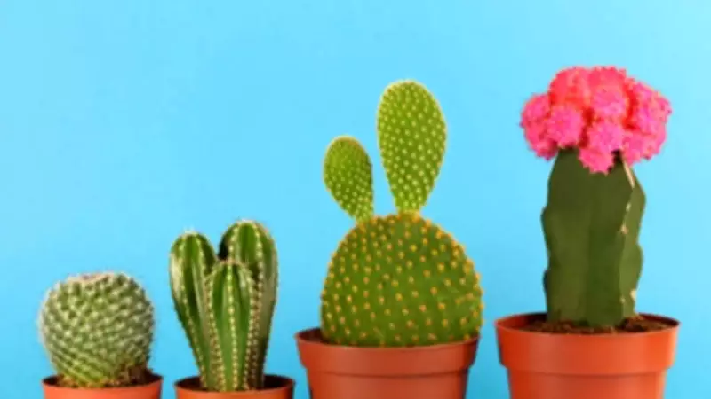 5 Types of Cactus Plants and How to Grow Them at Home: A Beginner's Guide