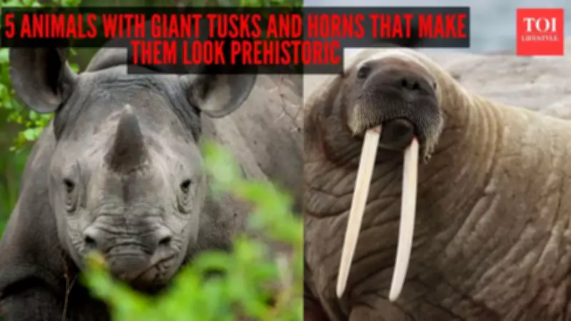 5 Wild Animals Whose Giant Tusks and Horns Look Prehistoric