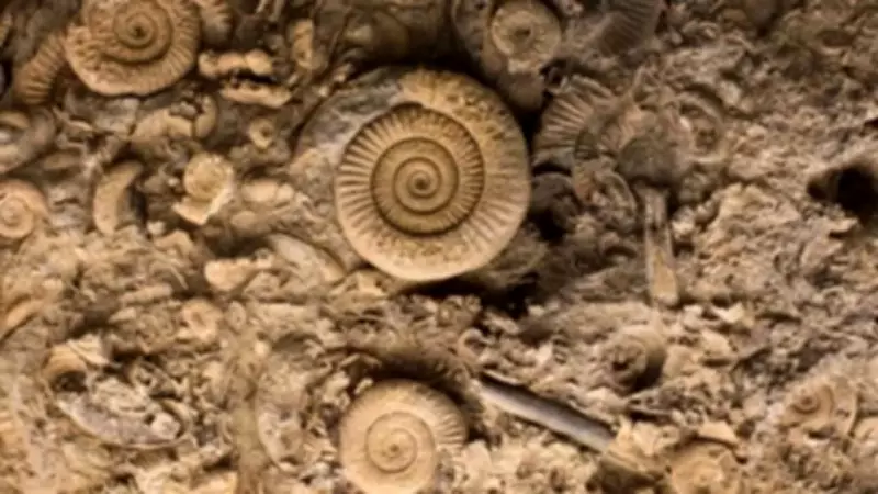 567-Million-Year-Old Fossils Reveal Early Animal Evolution Secrets