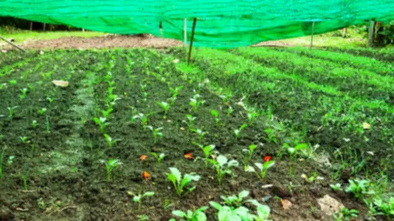 6 Best Vegetables to Plant Before Monsoon in India