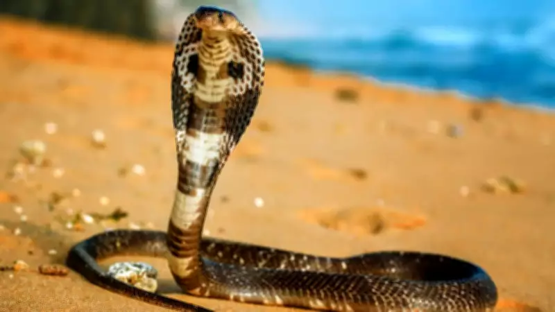 6 Essential Snake Bite Safety Tips Every Traveler Must Know