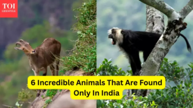 6 Incredible Animals Found Only in India and Where to See Them