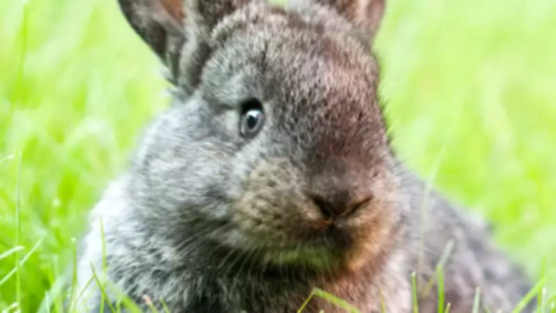 6 Rabbit Body Language Signs: Happy or Stressed? Decode Your Bunny's Feelings