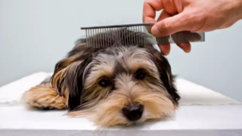 6 Simple Tips to Keep Your Pet Safe During Extreme Heatwave
