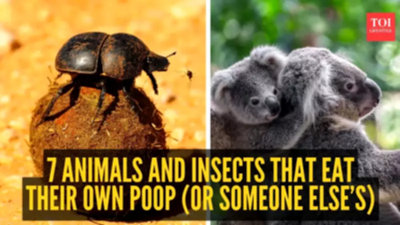 7 Animals That Eat Poop for Survival and Nutrition