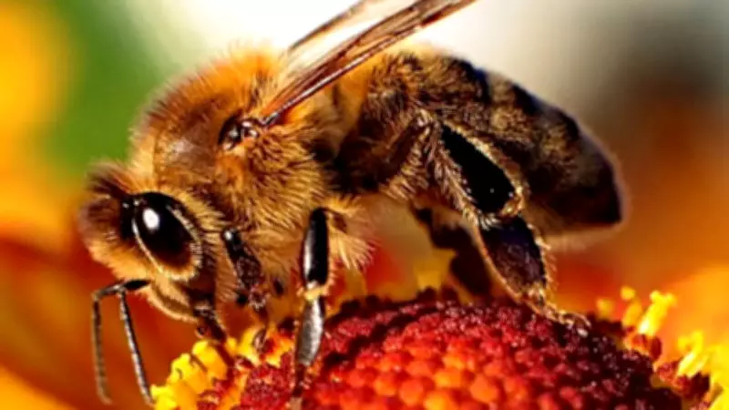 7 Astonishing Bee Facts That Will Change How You See Them