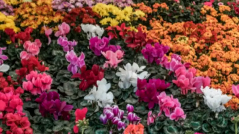 7 Beautiful Flowers That Bloom All Year and Keep Your Garden Colourful