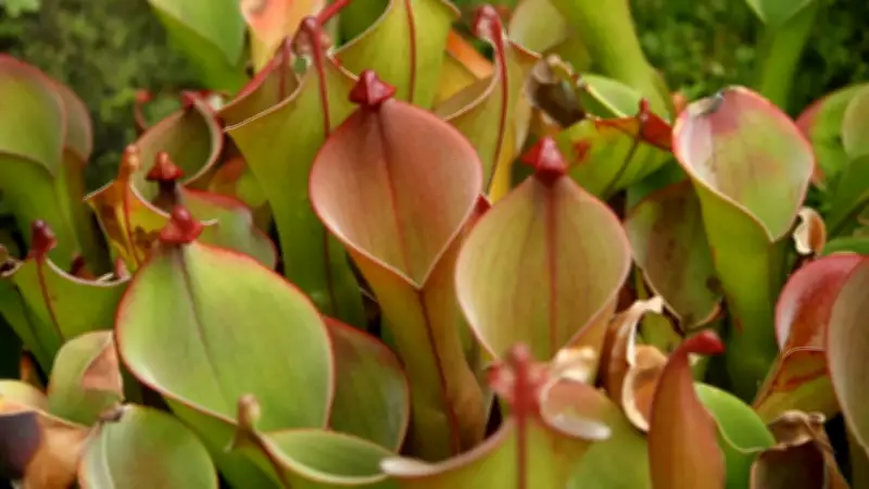 7 Carnivorous Plants That Trap and Eat Insects: GK Fact of the Day
