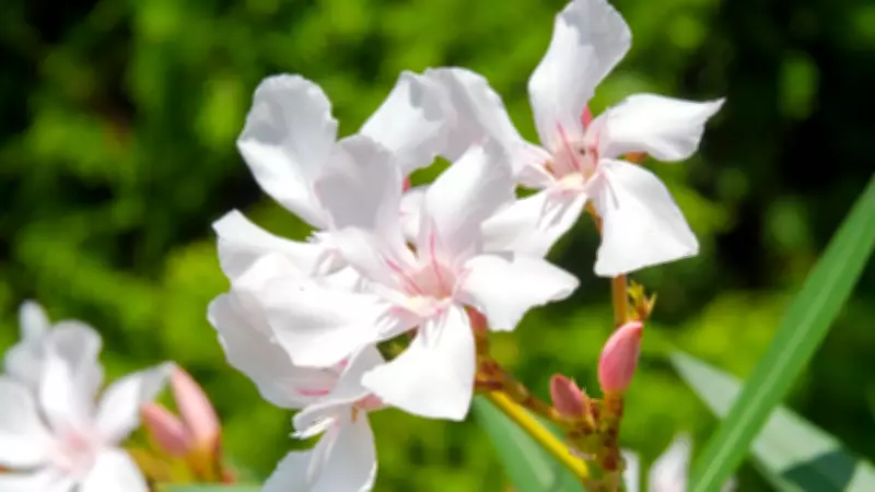 7 Deadly Plants That Look Surprisingly Beautiful: GK Fact of the Day
