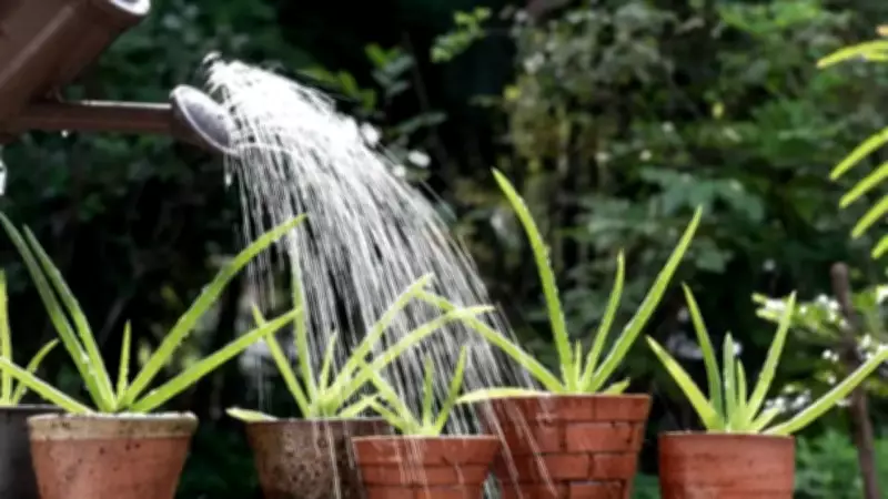 7 Drought-Tolerant Plants That Thrive Even If You Forget to Water Them