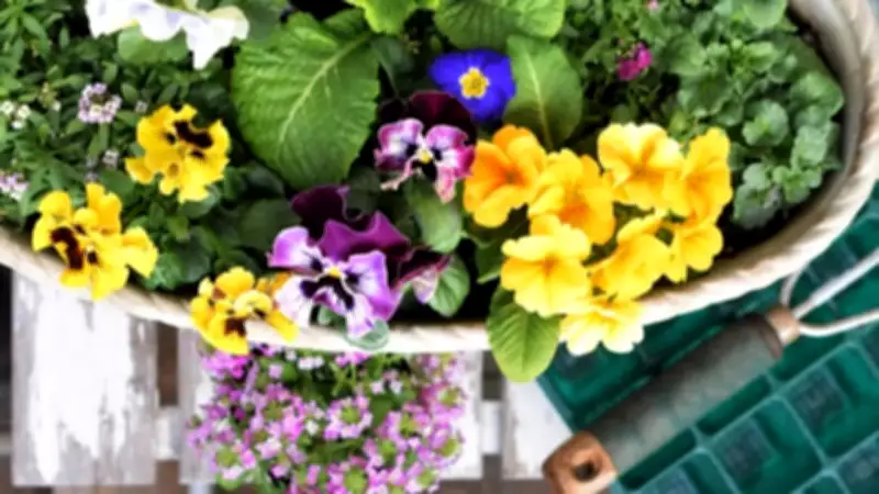 7 Easy Container Flowers to Grow in May for Summer Blooms