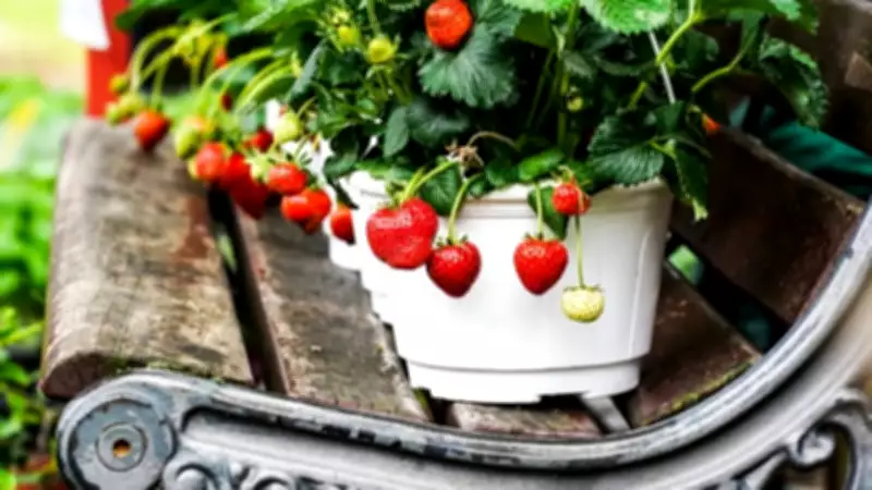 7 European Fruits Perfectly Suited for Balcony Gardening This Season