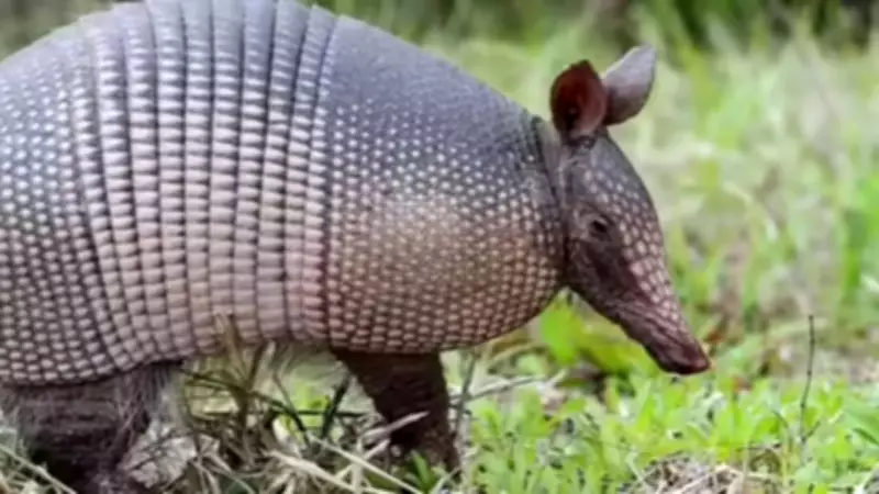 7 Fascinating Animals That Carry Their Homes Wherever They Go