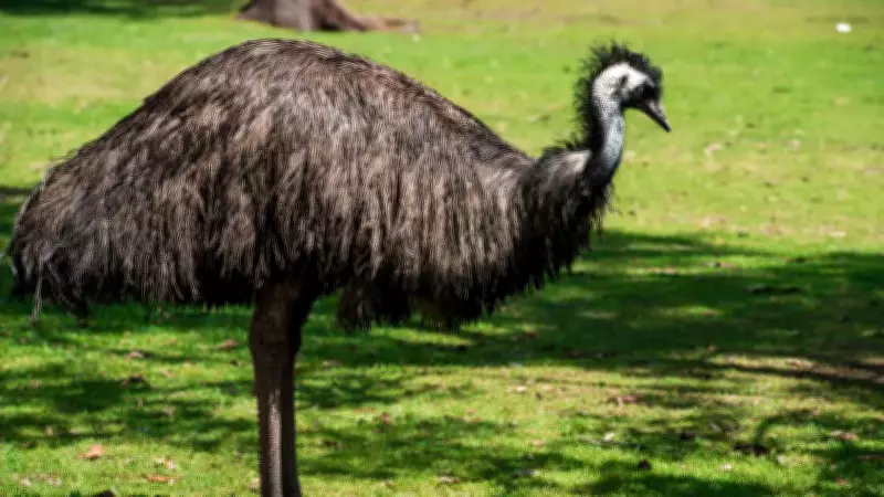 7 Fascinating Flightless Birds from Across the Globe: GK Fact of the Day