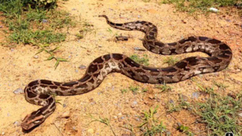 7 Longest Snakes in the World: From Reticulated Python to King Cobra