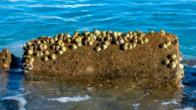7 Marine Animals That Barnacles Attach To and Slow Down