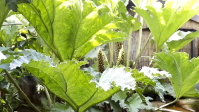 7 Plants Banned from UK Gardens: Invasive Species That Harm Ecosystems