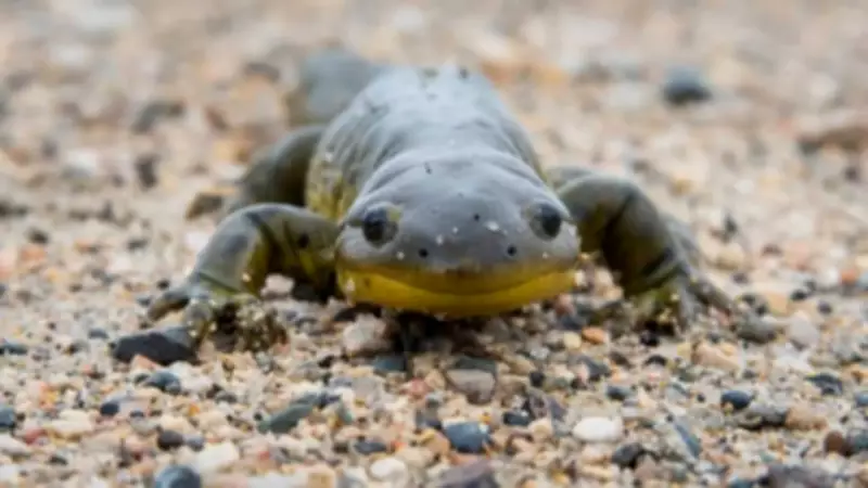 7 Surprising Amphibians You Didn't Know Existed: From Frogs to Mudskippers
