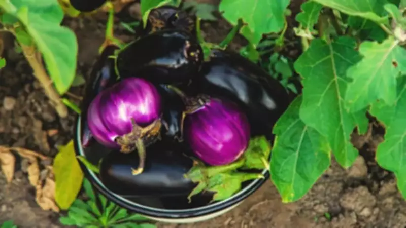 7 Vegetables That Grow Easily in Pots for Beginner Gardeners