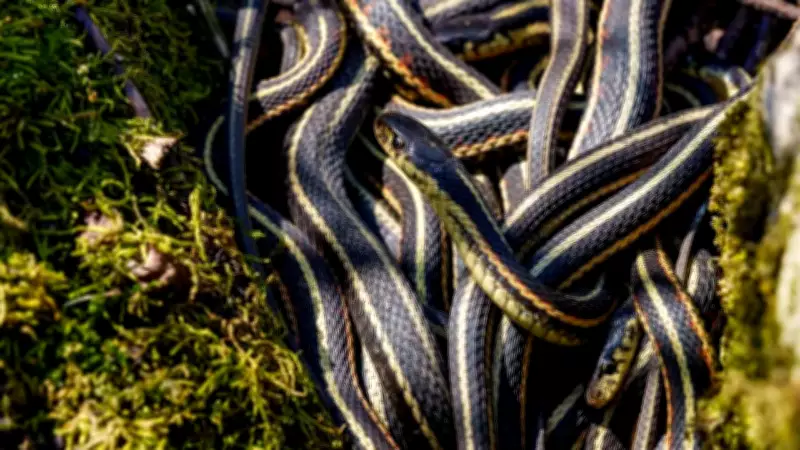 75,000 Snakes Emerge in Manitoba: Nature's Most Bizarre Spring Spectacle