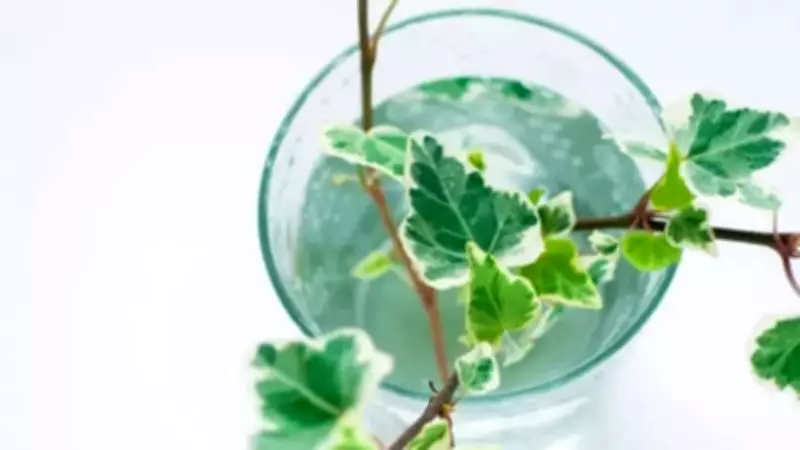 8 Beautiful Plants You Can Grow Without Soil for Indoor Elegance