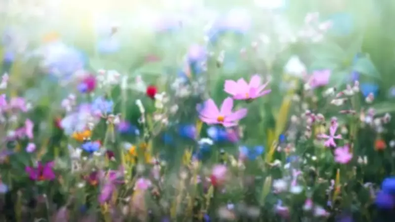 8 Easy Wildflowers to Attract Butterflies and Bees for Natural Pollination