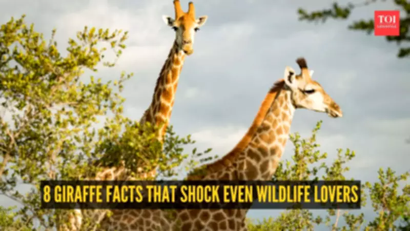 8 Giraffe Facts That Shock Even Wildlife Lovers