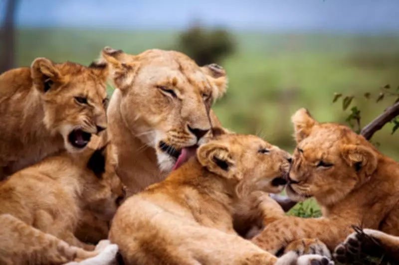 8 Lion Cubs Die of Suspected Babesia Infection in Gujarat's Gir