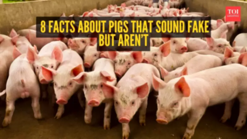 8 Surprising Pig Facts That Sound Fake But Are Actually True
